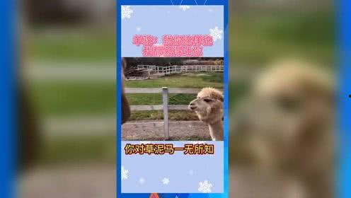 娱乐吃瓜小号,吃瓜小号带你探秘明星幕后故事